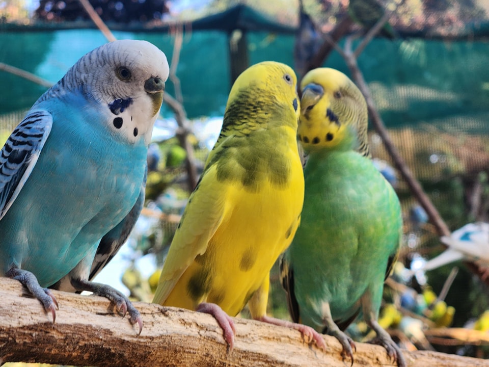 Things To Do Zoo World